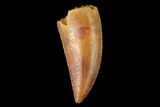 Serrated, Raptor Tooth - Real Dinosaur Tooth #158986-1